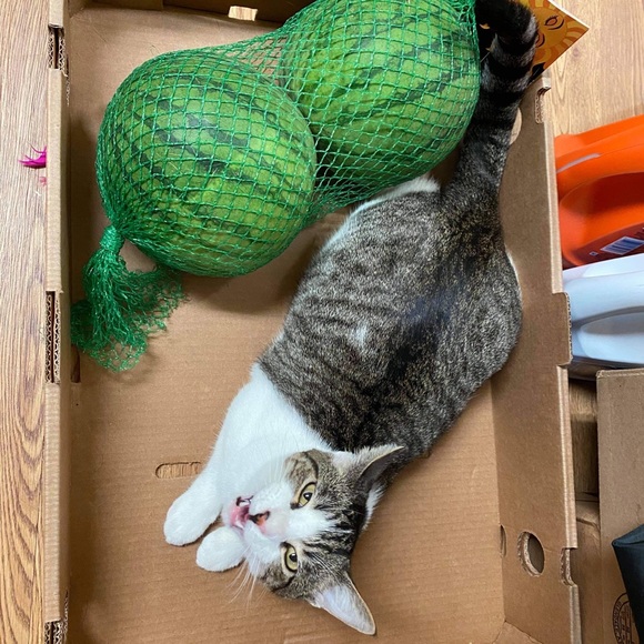 Meet your Posher, Christie - Picture 1 of 1